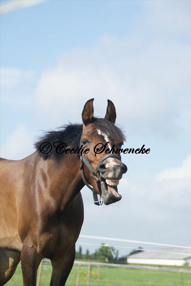 Anden særlig race FlyingSuprice A-pony billede 14