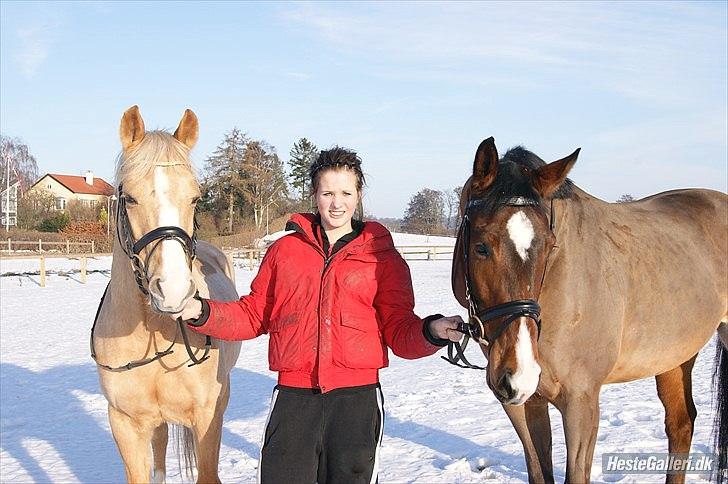 Dansk Varmblod Milli-Art - Himmelhest - Da jeg havde de to dejlige heste.. 
De 3 hårdeste, dejligste måneder i mit liv! billede 13