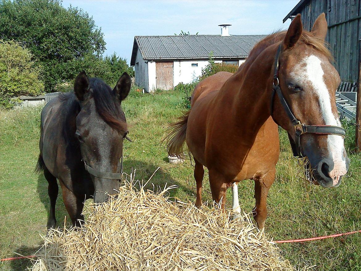 Lipizzaner †Sokrates Neapolitano† - Der står han sammen med Fantasia billede 2