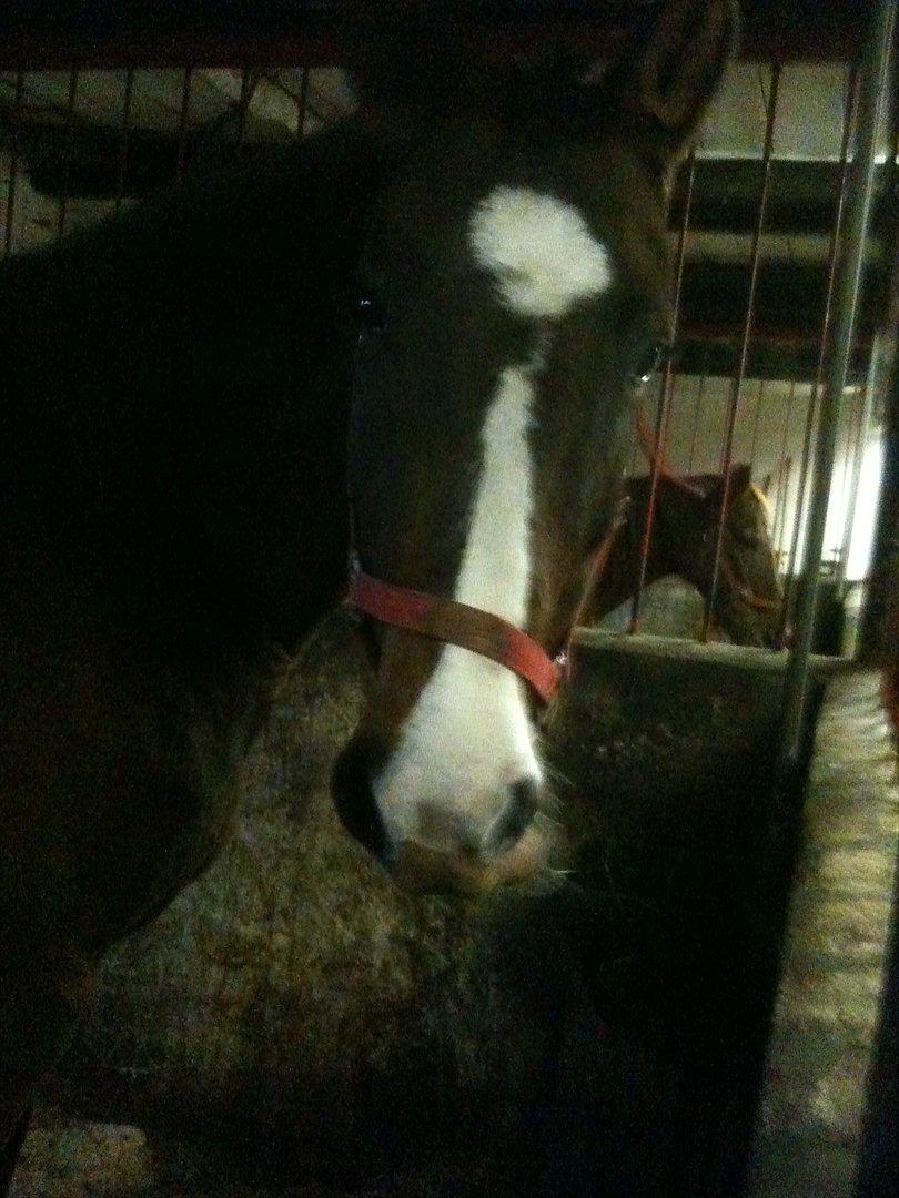 Anden særlig race imilia  SOLGT. - emilia står i boksen :D billede 4