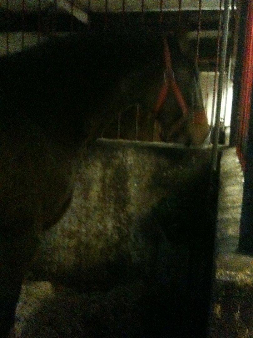 Anden særlig race imilia  SOLGT. - gå din vej du lyser med den der tingest og jeg kan ikk li og blive taget billeder af :i billede 5