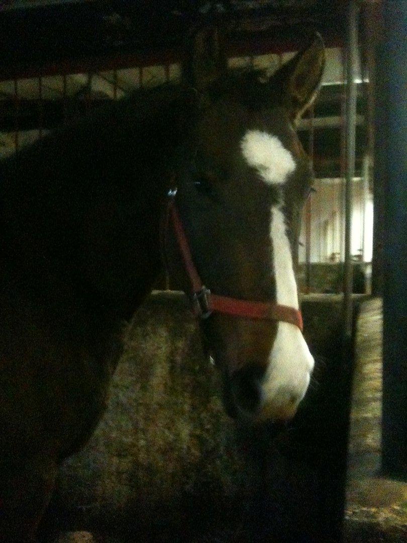 Anden særlig race imilia  SOLGT. - emilia står i boksen :D billede 6