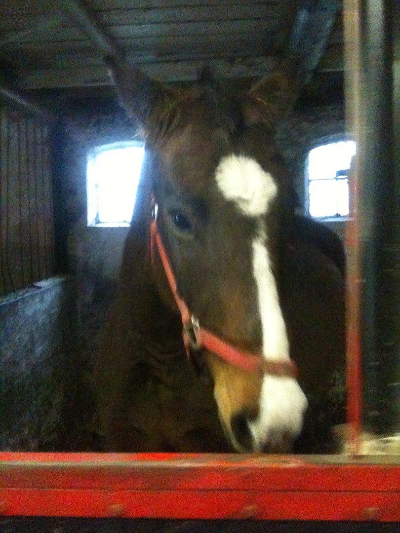 Anden særlig race imilia  SOLGT. - Lad vær mor! jeg vil være i fred :i billede 7