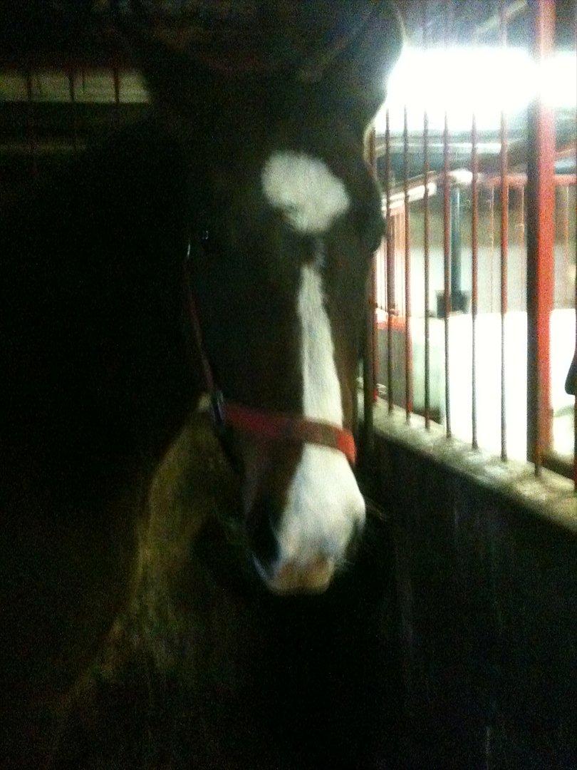 Anden særlig race imilia  SOLGT. - emilia står i boksen :D billede 8