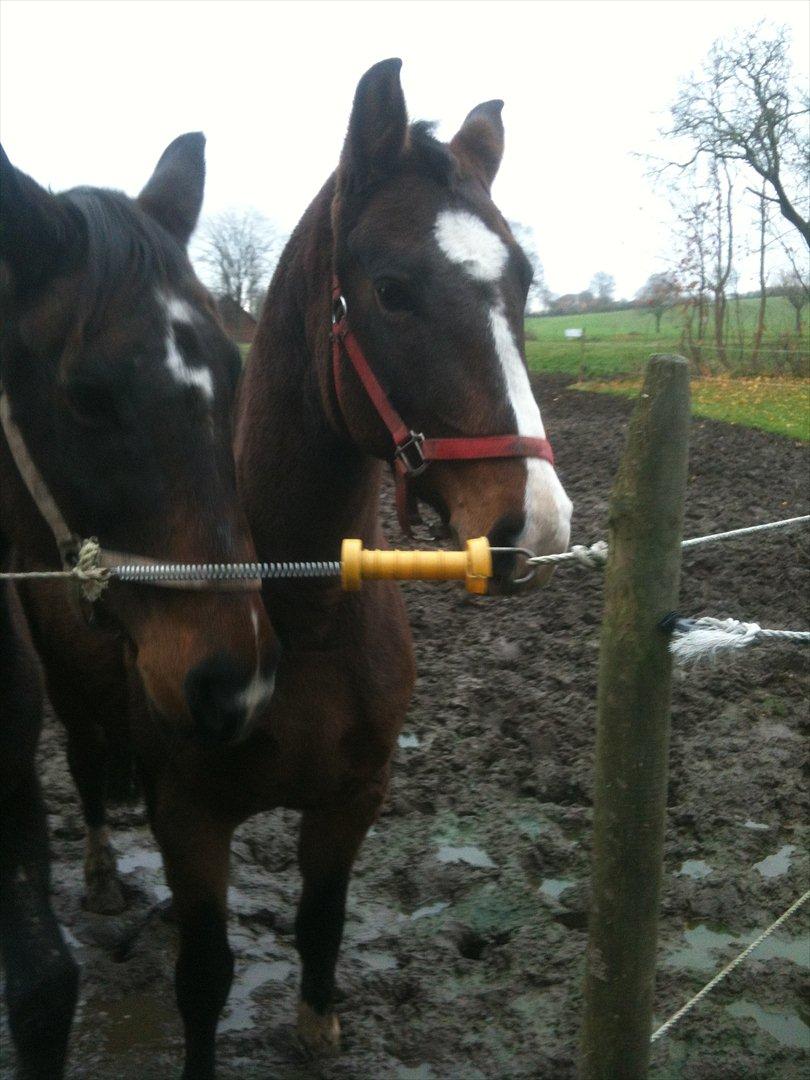 Anden særlig race imilia  SOLGT. - Emilia som står og venter ved hegnet :i billede 3