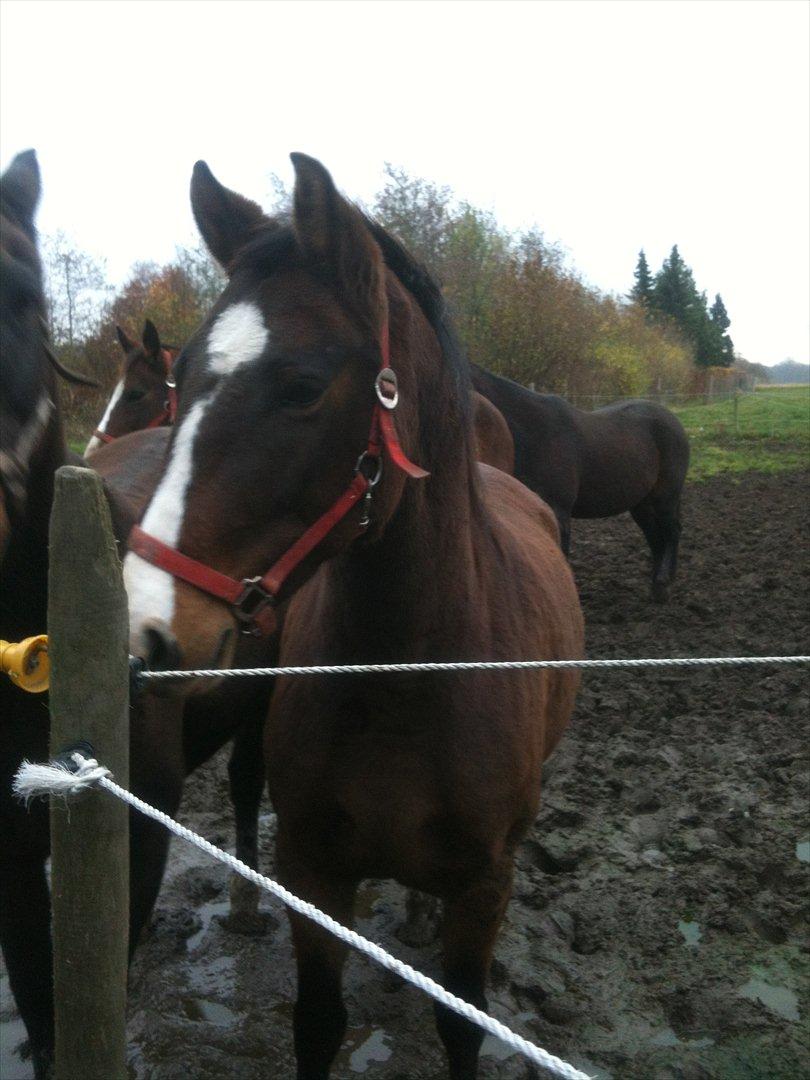 Anden særlig race imilia  SOLGT. - Emilia som står og venter ved hegnet :i billede 2