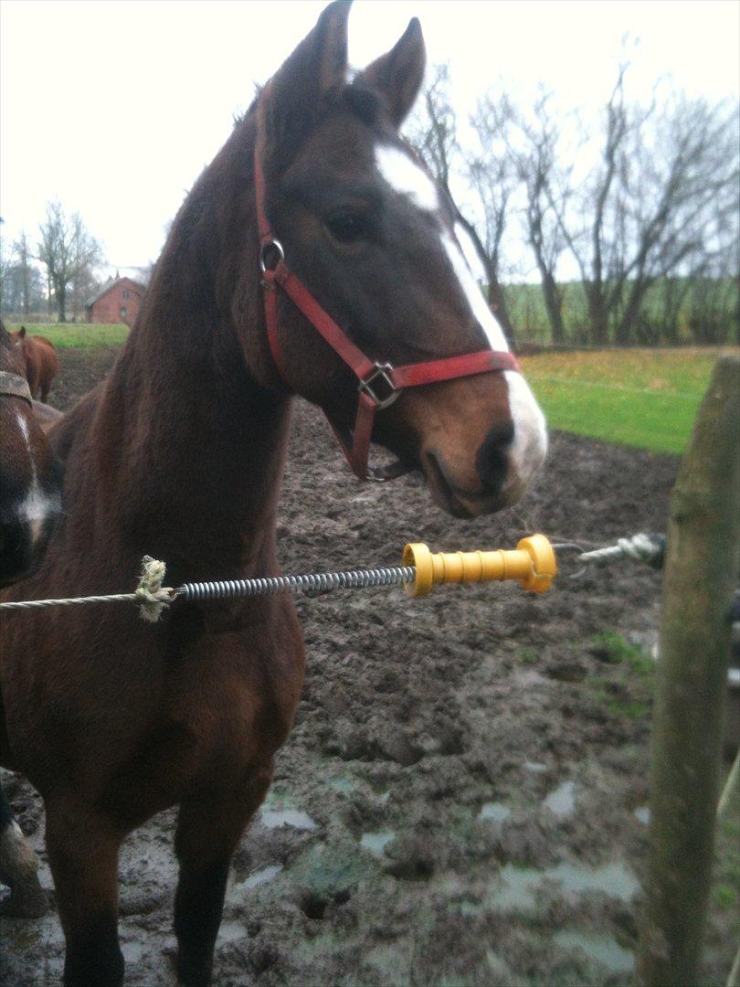Anden særlig race imilia  SOLGT. - Emilia som står og venter ved hegnet :i billede 1