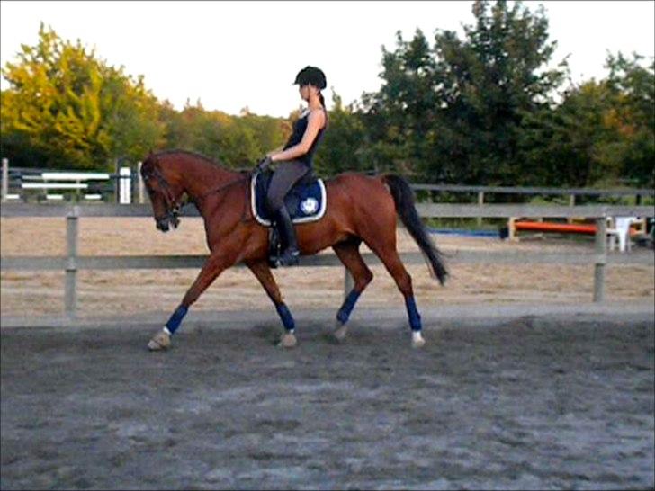 Anden særlig race Coma Estrello<3333 billede 17