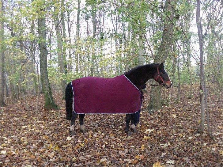 Anden særlig race imilia  SOLGT. - Emilia en tur i skoven :i billede 9