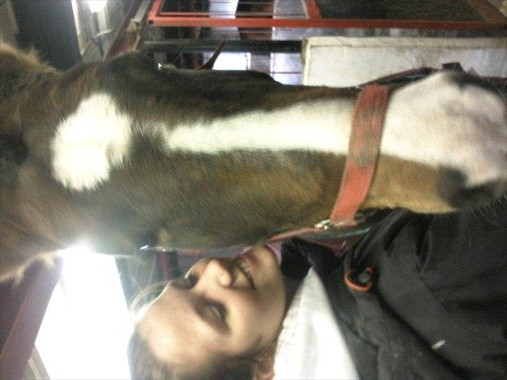 Anden særlig race imilia  SOLGT. - hygge på staldgangen :o billede 11