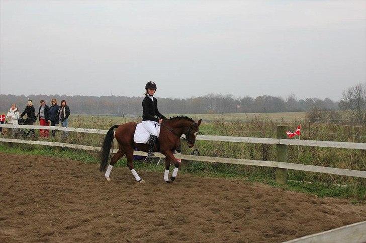 Welsh Partbred (Sec F) Dimitri - første 'stævne' ! LD1 billede 20