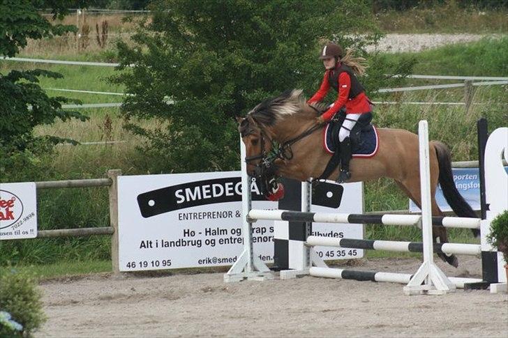 Anden særlig race Åbygårds Tornado billede 4