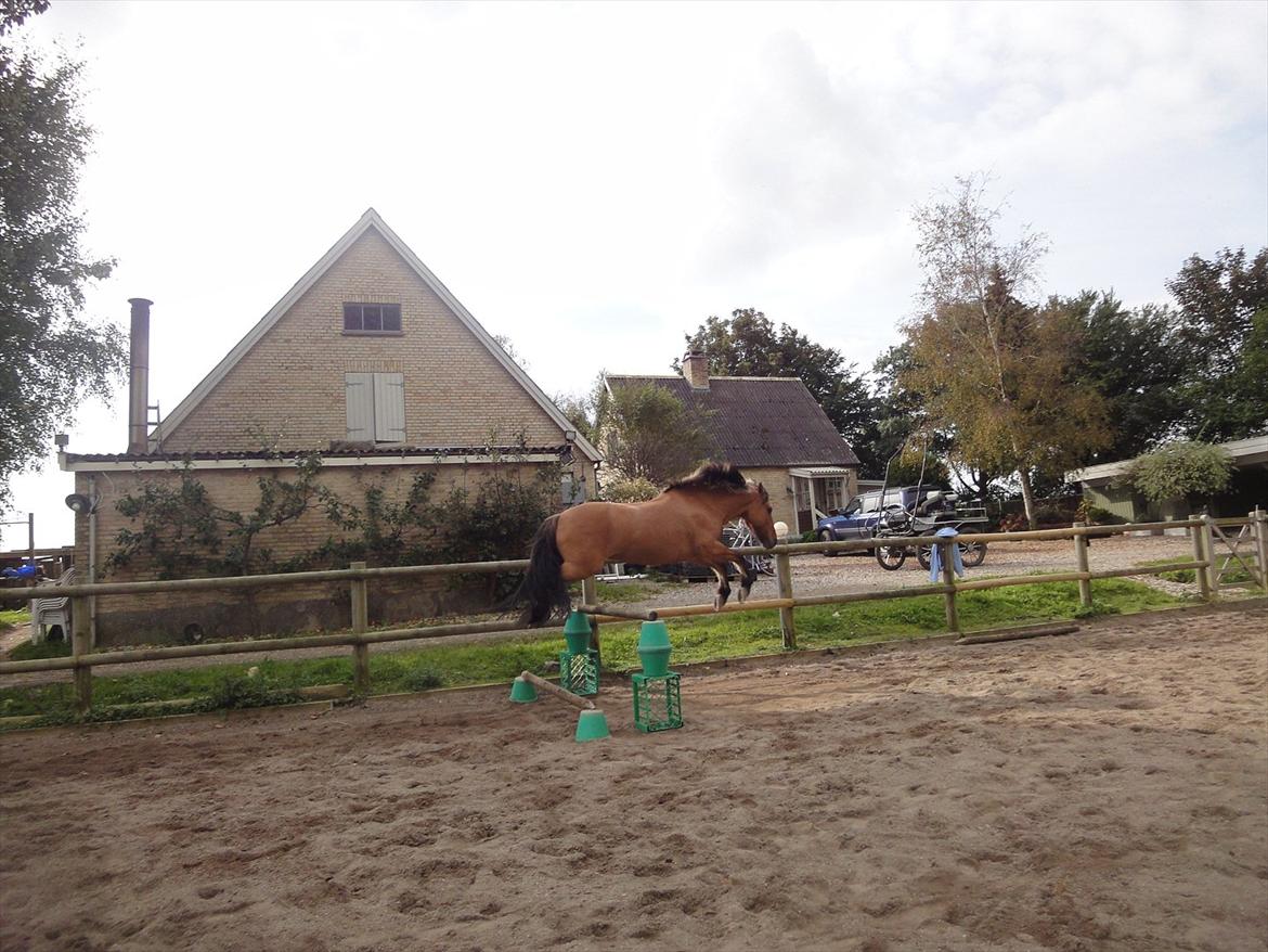 Anden særlig race Åbygårds Tornado - TORNADO SPRINGER 95 CM billede 14