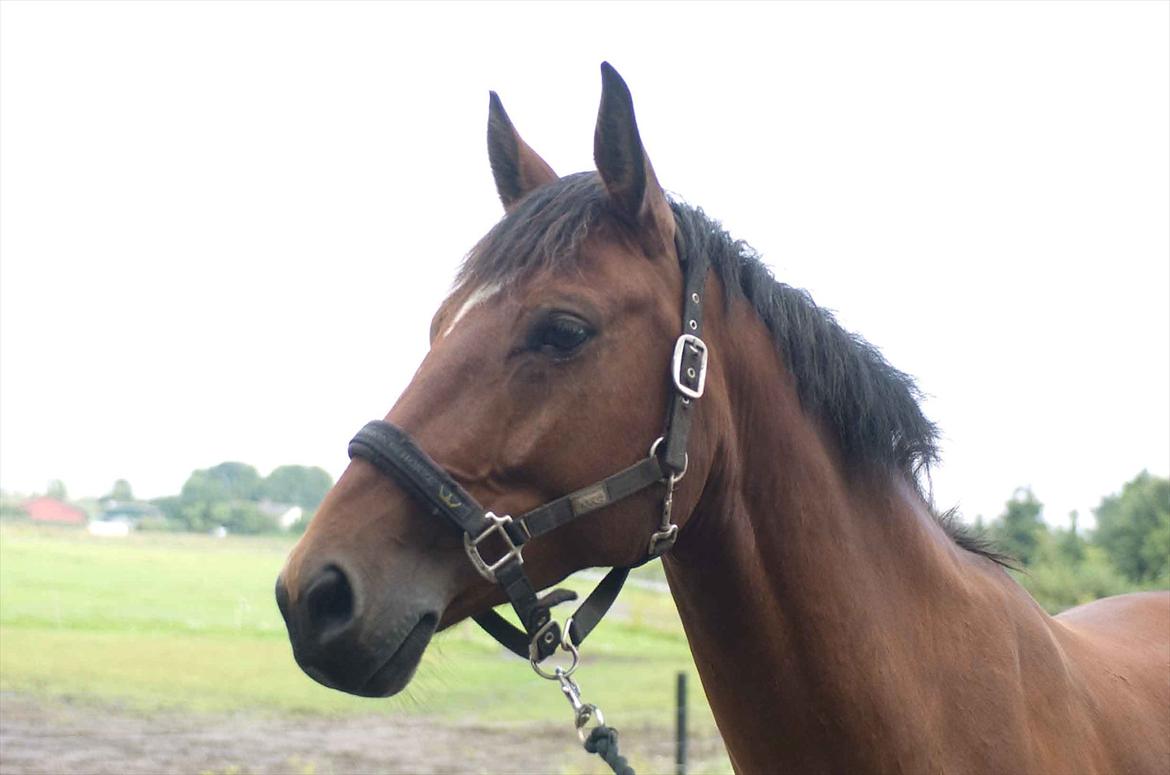 Anden særlig race Flatteur billede 8