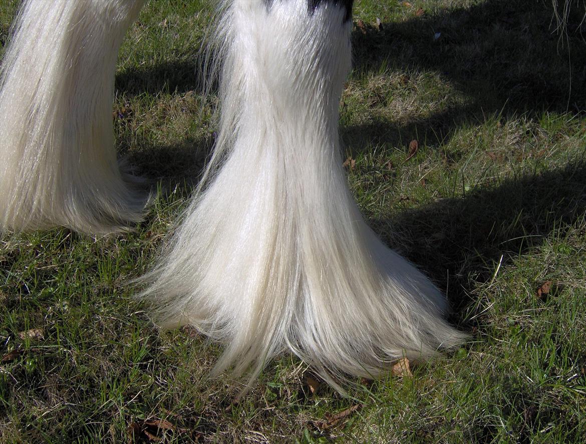 Tinker Frøken Smilla - Smillas flotte hovskæg 2006 billede 12