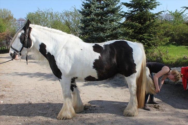 Tinker Frøken Smilla - Forår 2011 hygge foran stalden inden ridning :) billede 15