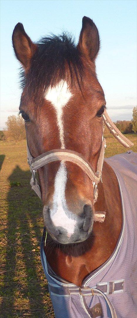Welsh Pony (sec B) Korreborgs Pinot - Velkommen til Pinot's profil! :-) billede 1