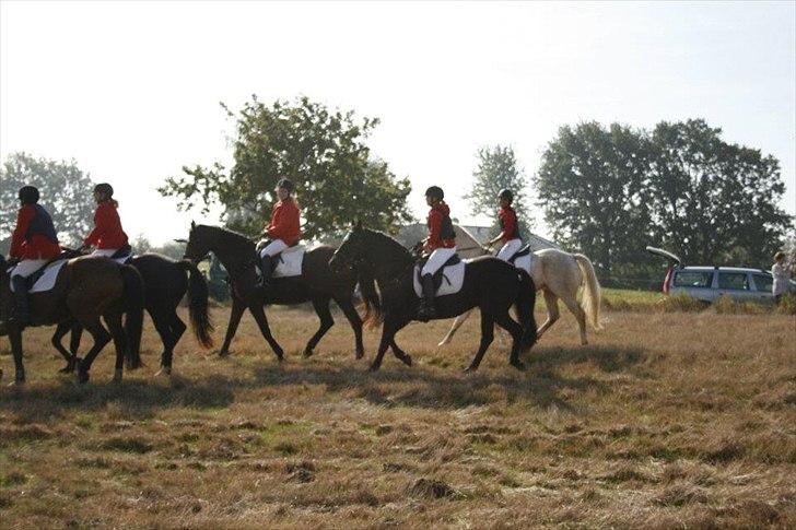 Anden særlig race Amigo - Mit eventyr - Min lille prinsehest til jagt :-D 
- er virkelig stolt af ham! Havde aldrig troet vi ville nå så langt på så kort tid!  billede 14