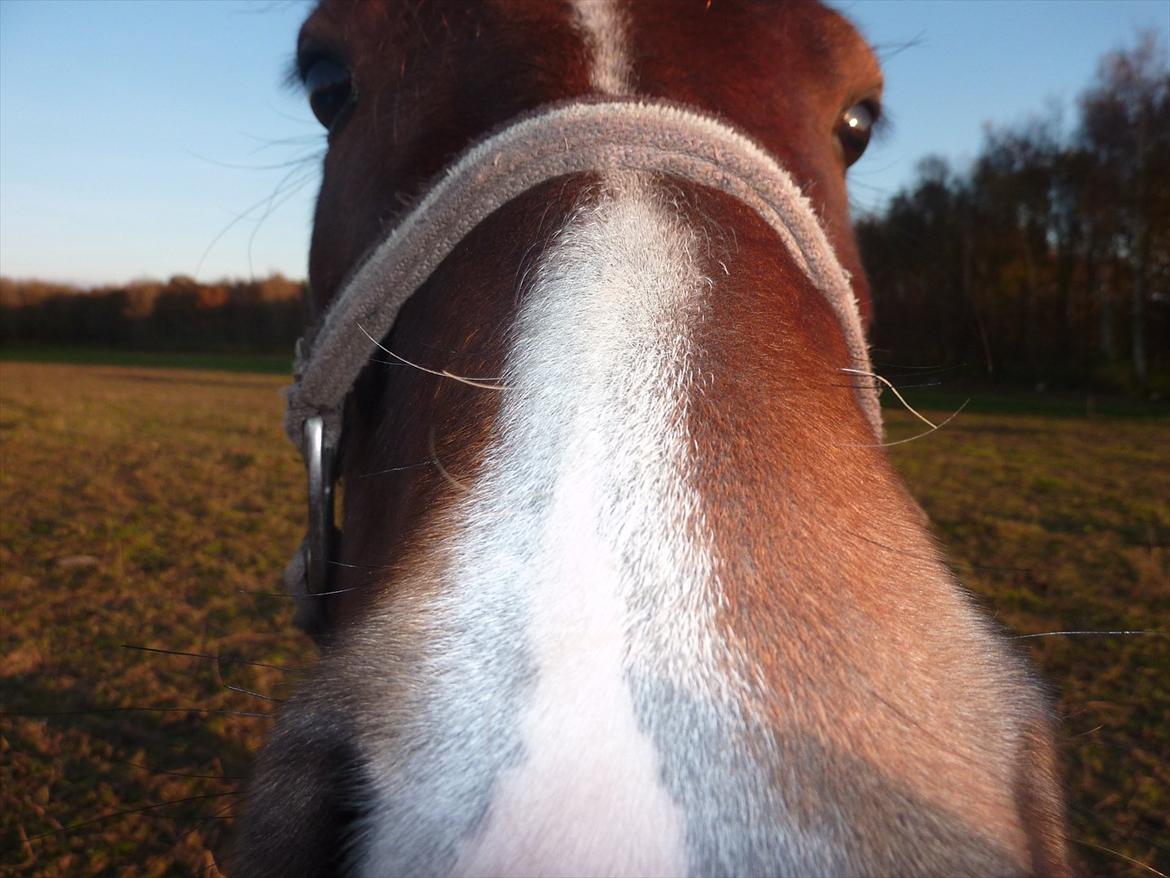 Welsh Pony (sec B) Korreborgs Pinot - Pinot ville undersøge mit kamera, så billedet blev lidt med hans mule i fokus xD
10/11 2011 billede 3