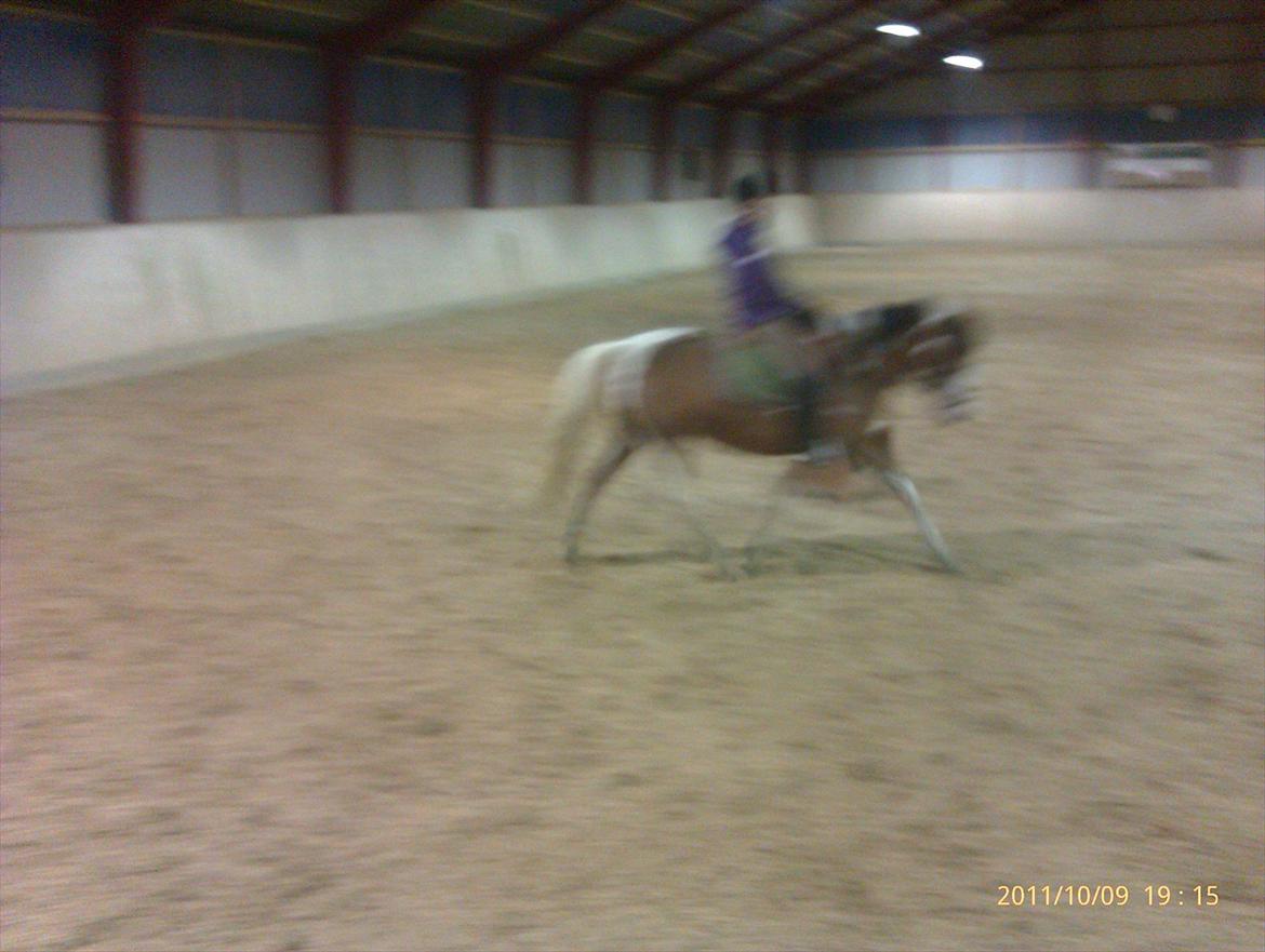 Pinto Diamond<3. - Du gør alting perfekt, selv dressur!:-]. billede 4