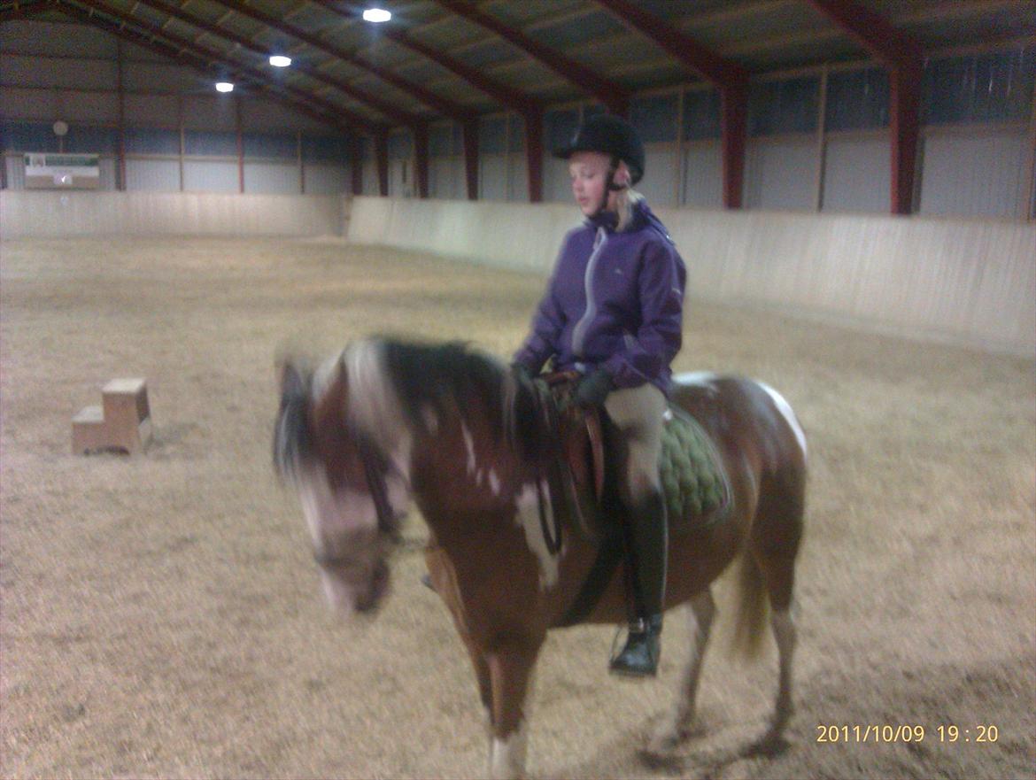 Pinto Diamond<3. - Diamond du fylder mit liv ud!:-]. billede 17