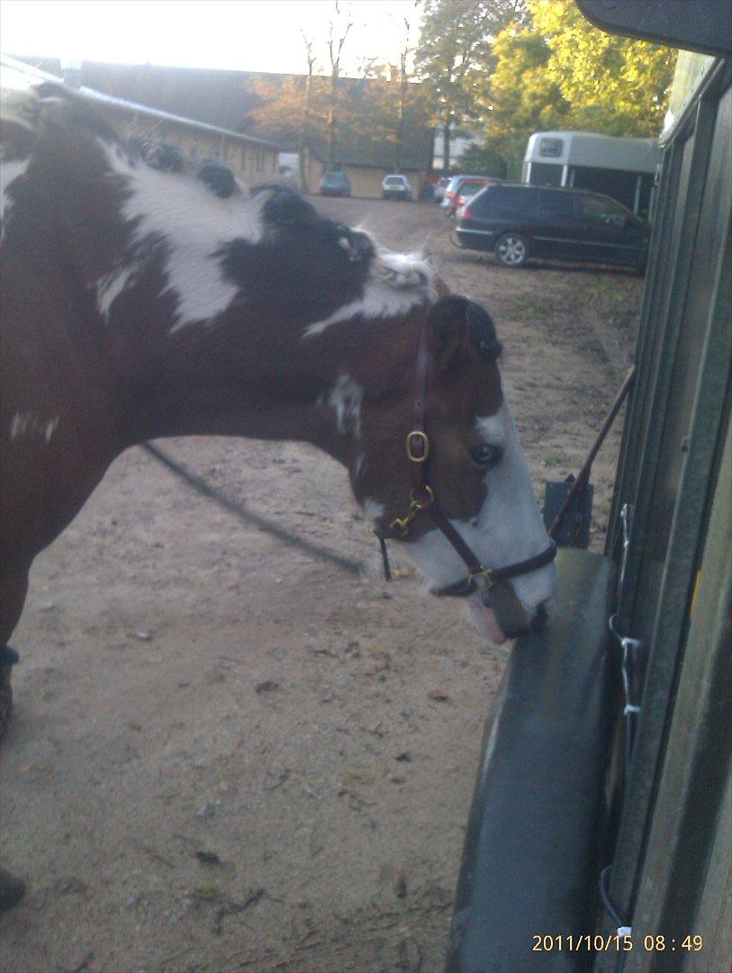 Pinto Diamond<3. - du bare dejlig!:-]. billede 7