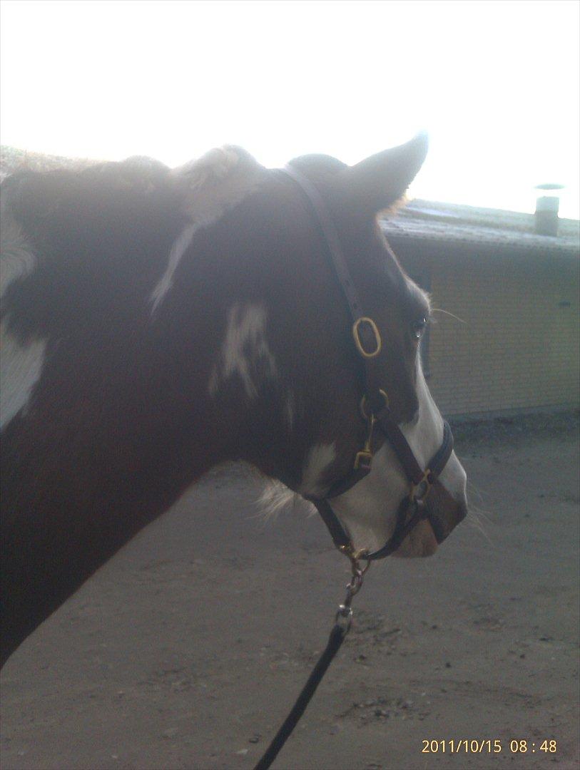 Pinto Diamond<3. - mums!:-]. billede 9