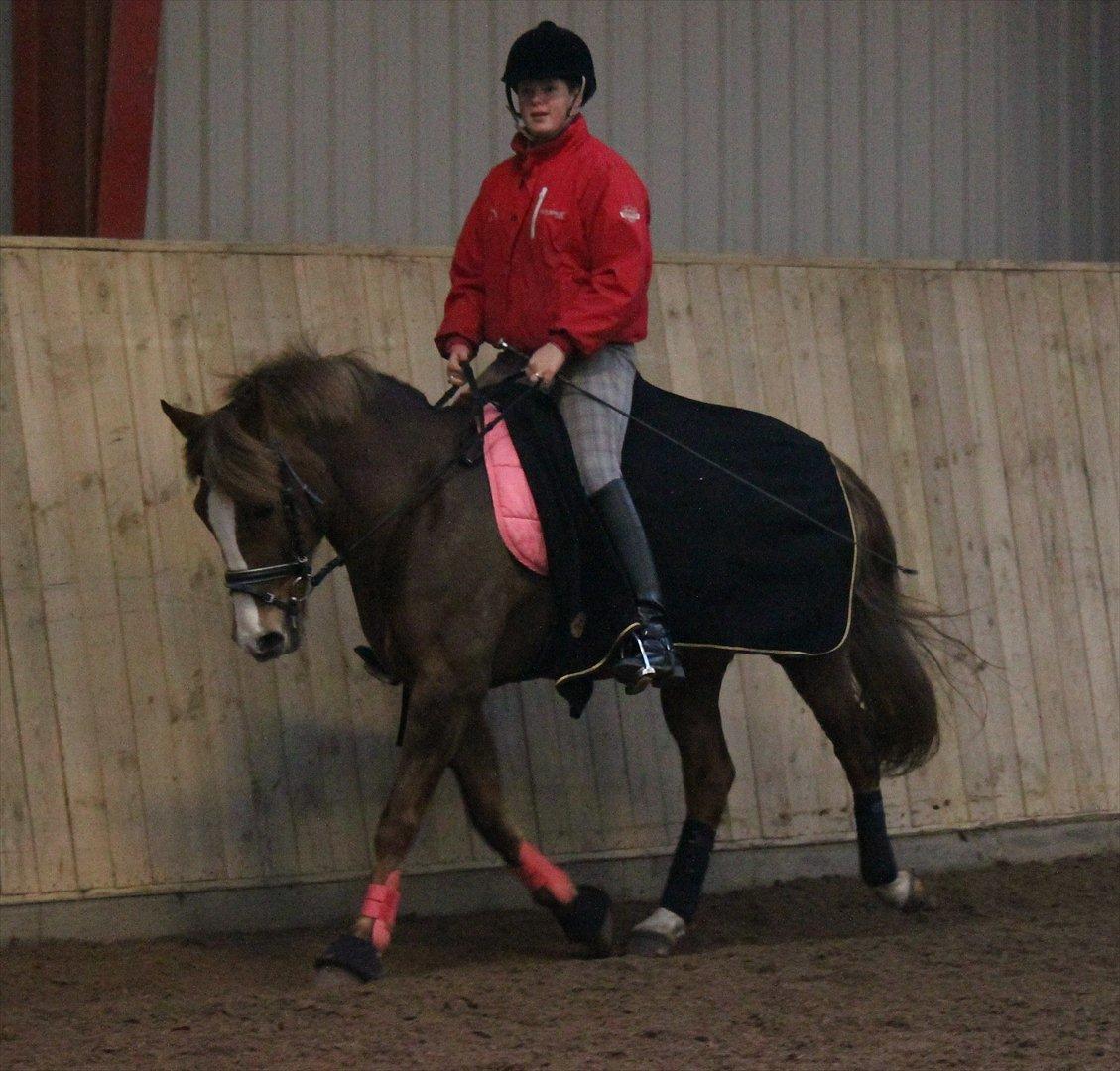 New Forest Wonder  - Foto: Jeanni Nielsen  billede 4