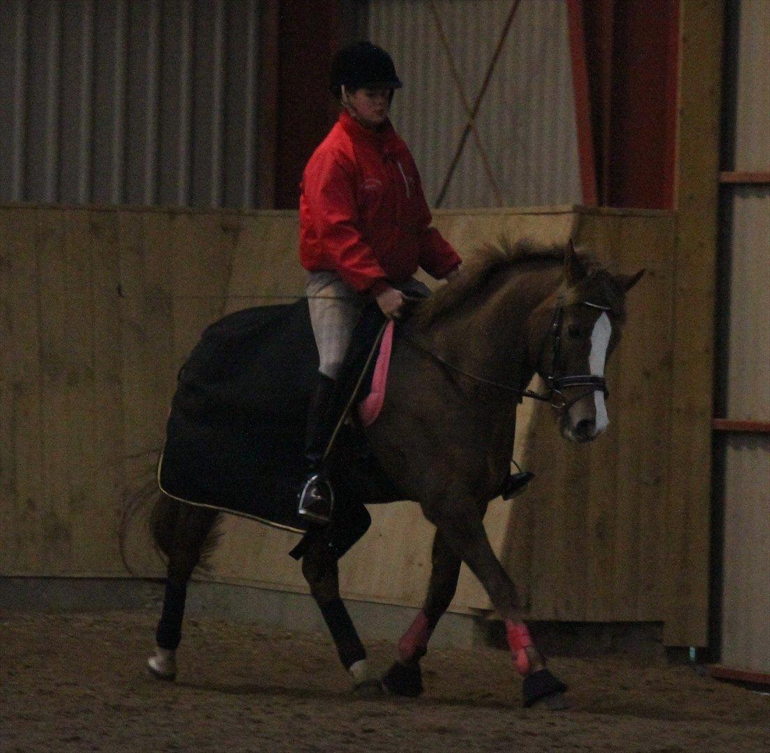 New Forest Wonder  - Foto: Jeanni Nielsen  billede 5