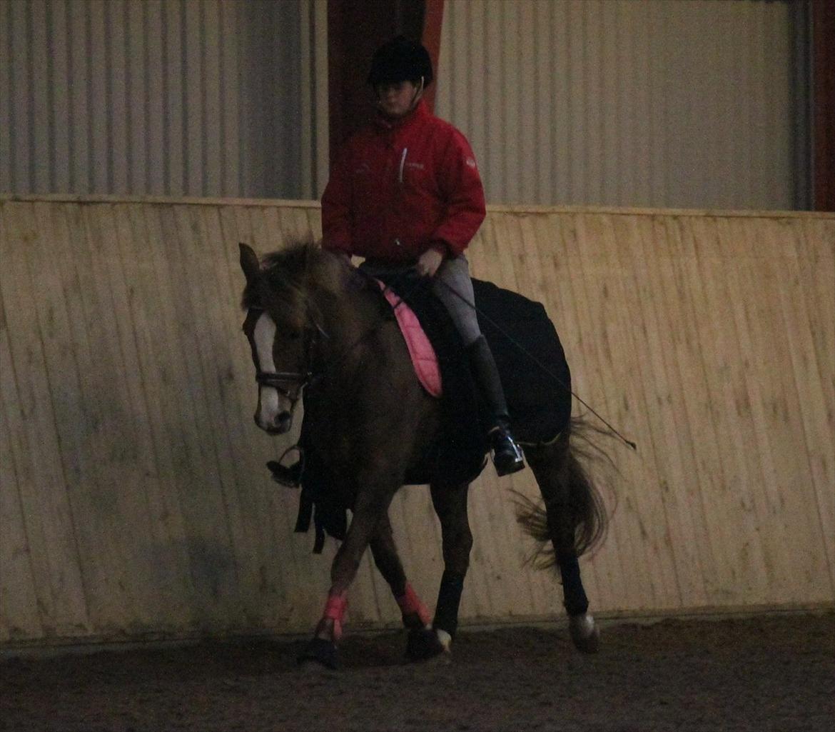 New Forest Wonder  - Foto: Jeanni Nielsen  billede 6