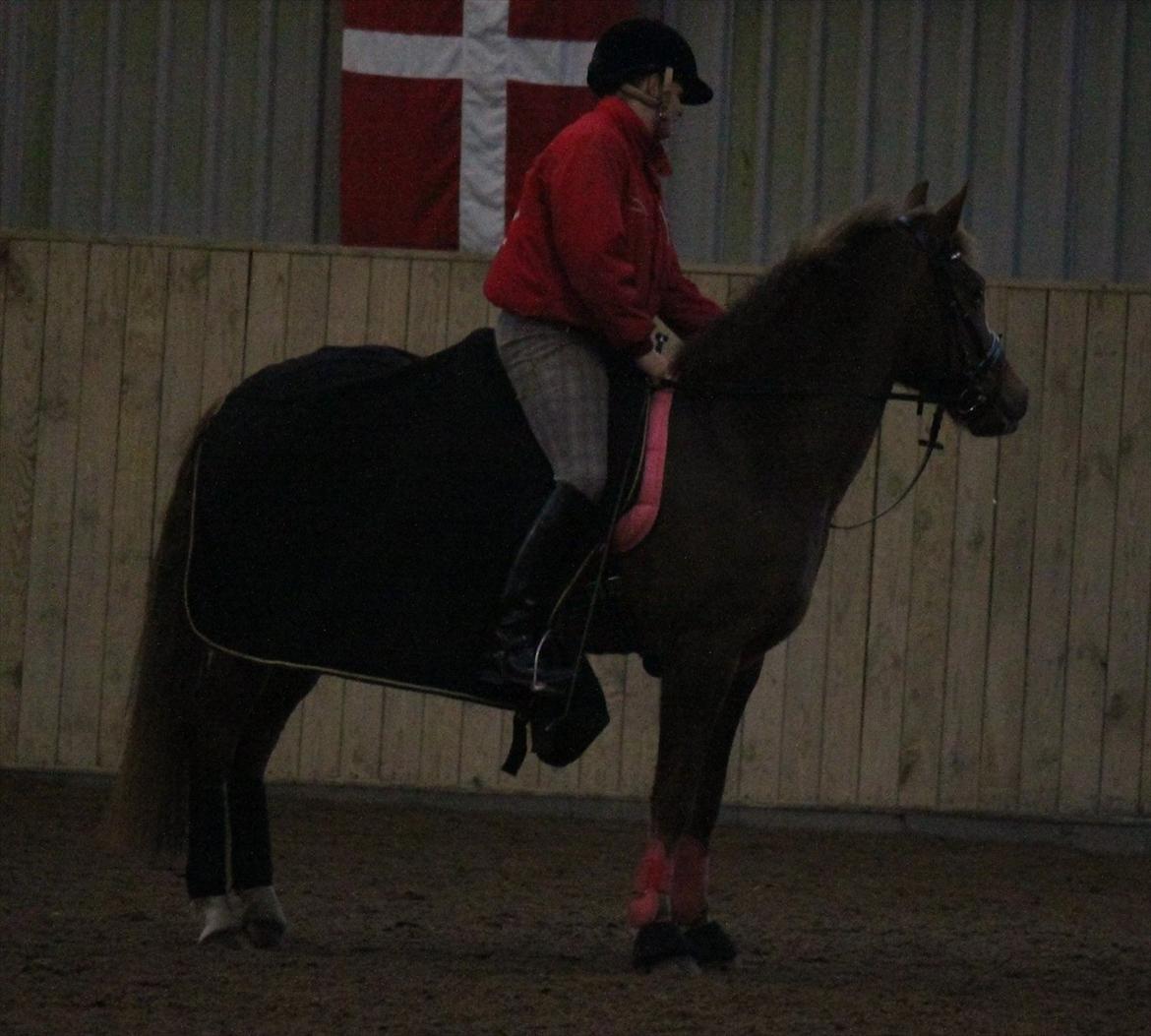 New Forest Wonder  - Med traktor i hallen ;-)
Foto: Jeanni Nielsen  billede 7