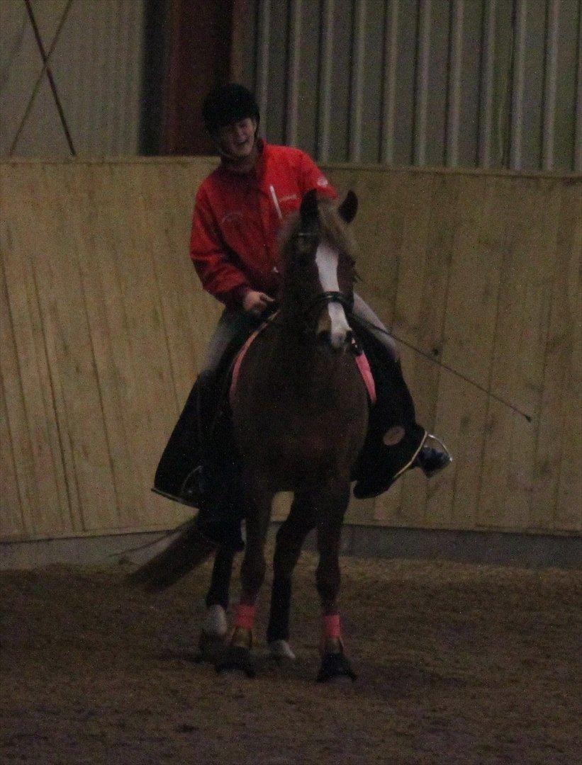 New Forest Wonder  - Med traktor i hallen;)
Foto: Jeanni Nielsen  billede 8