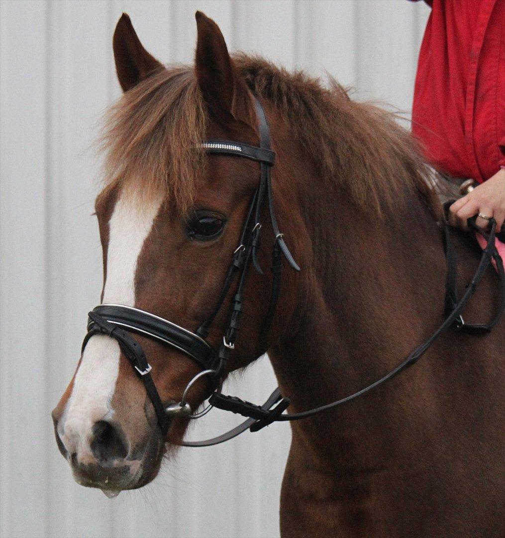 New Forest Wonder  - Foto: Jeanni Nielsen  billede 9