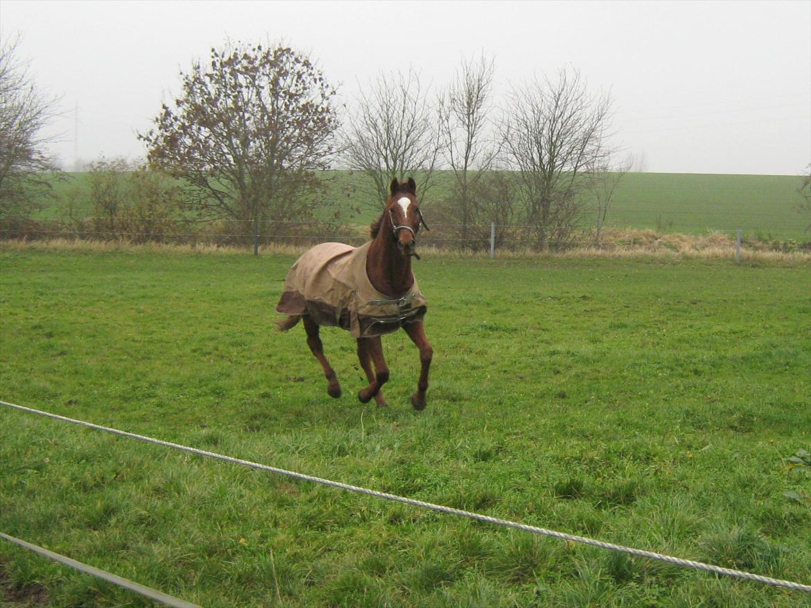 Fuldblod (XX) Sisus - Sisus på folden. 8/11-11 <3 Han er da skøn! billede 15