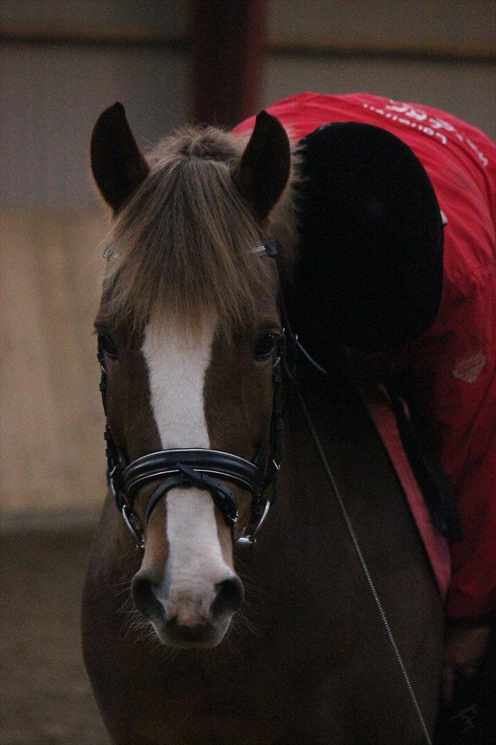 New Forest Wonder  - Foto: Jeanni Nielsen  billede 10