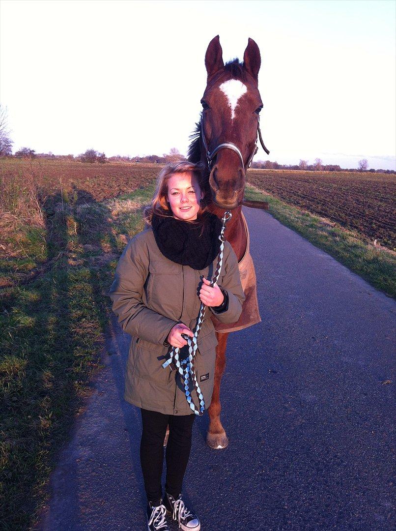 Fuldblod (XX) Sisus - Fridag inden stævne. 10/11-11 billede 16