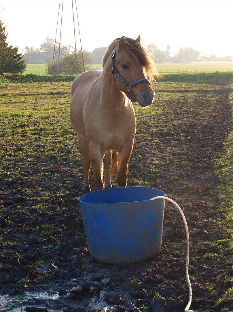 Anden særlig race Lukas - En meget smuk pony på en meget smuk efterårsdag. billede 11