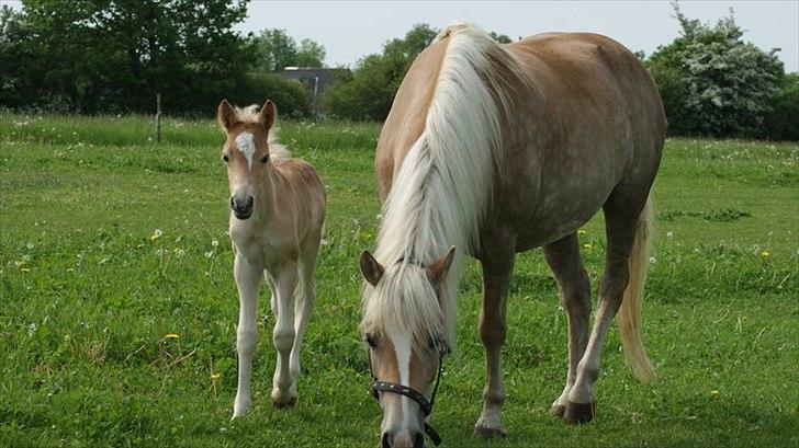 Haflinger Alida - Alida med sit føl<3 billede 11