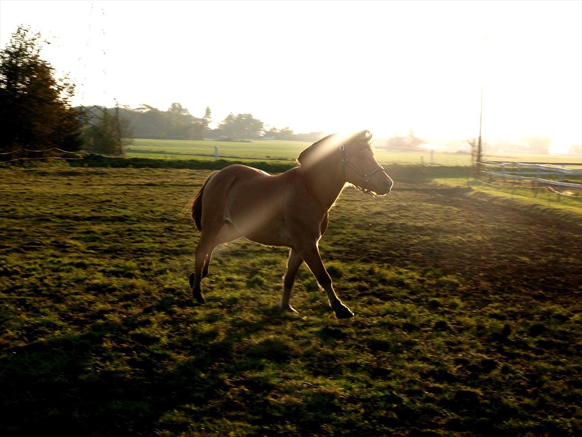 Anden særlig race Lukas - Min Tarzan Mamma-Mia. billede 16