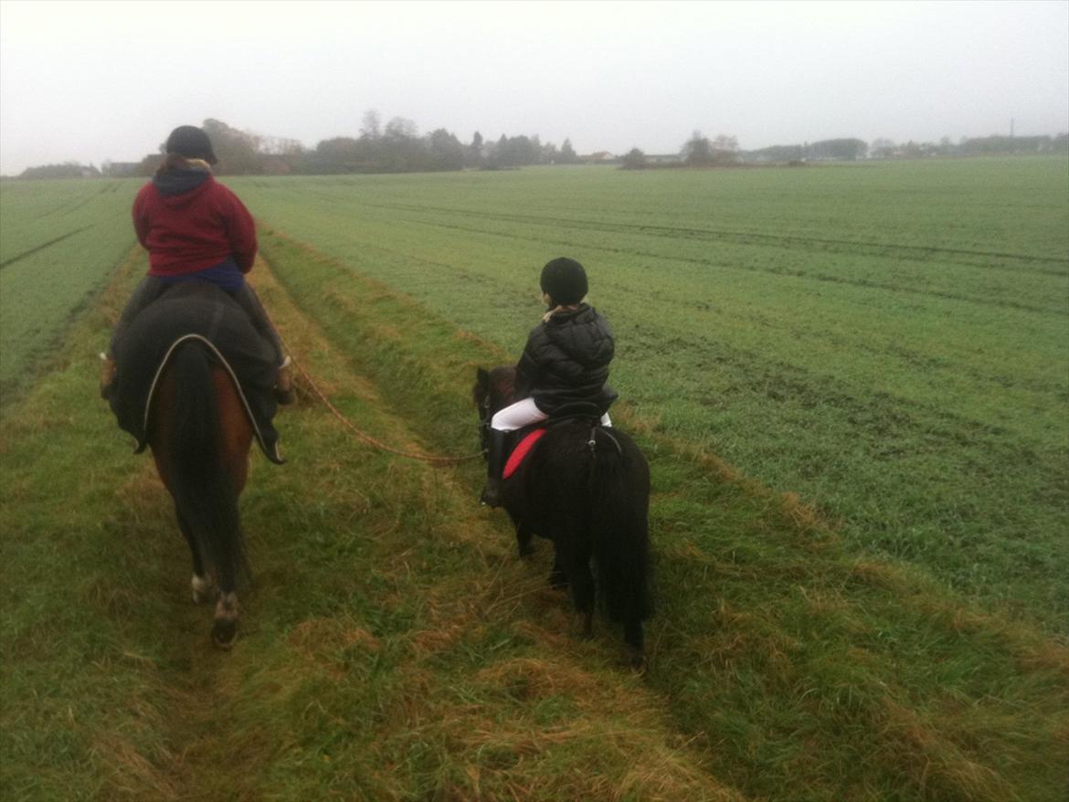Shetlænder Camkar's Pixie - Pixie og Julie er kommet med på tur ! Efterår 2011 billede 20