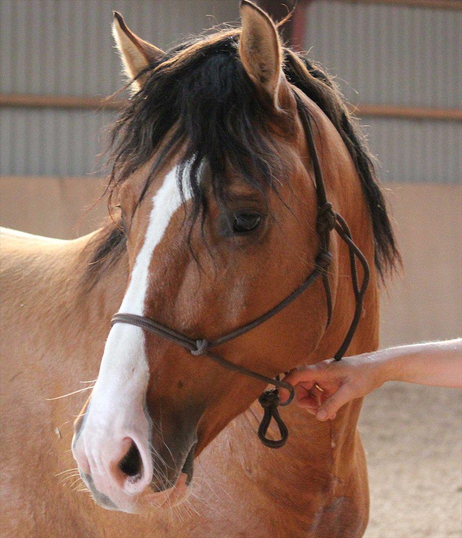 Anden særlig race Søndervangs Leopold (har heddet Sofus) - Leopold's første dag i ridehuset billede 1