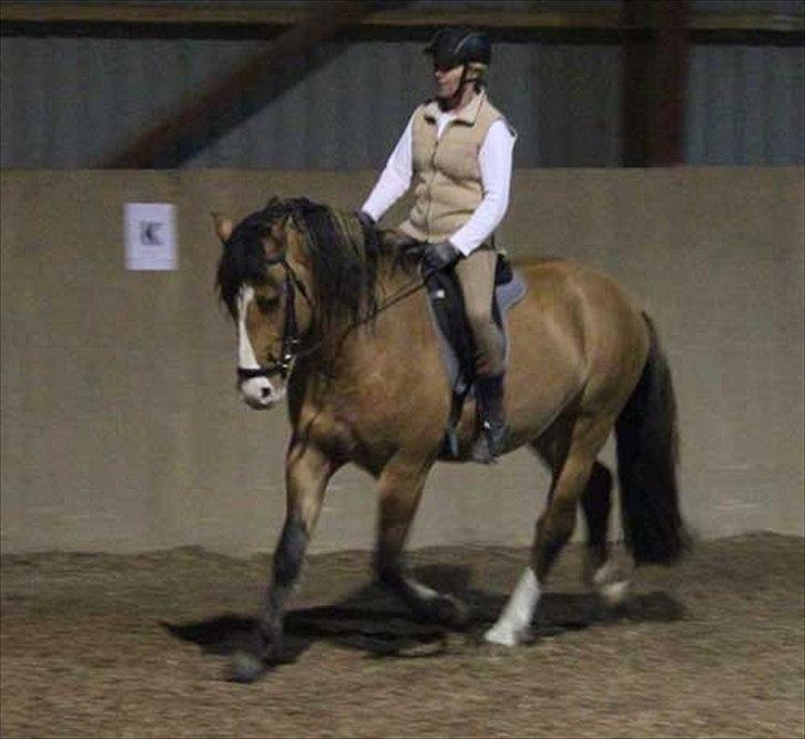 Anden særlig race Søndervangs Leopold (har heddet Sofus) - Mette rider Leopold. 8. november 2011 billede 2