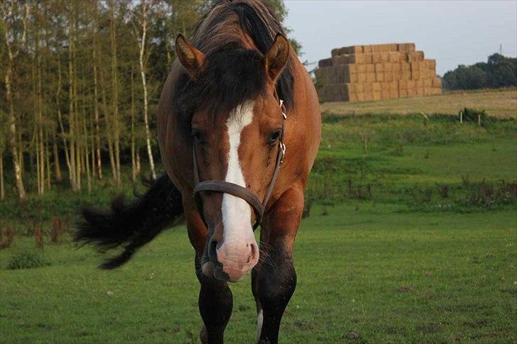 Anden særlig race Søndervangs Leopold (har heddet Sofus) - Det sidste billede af hingsten Leopold. 3. september 2011 billede 8