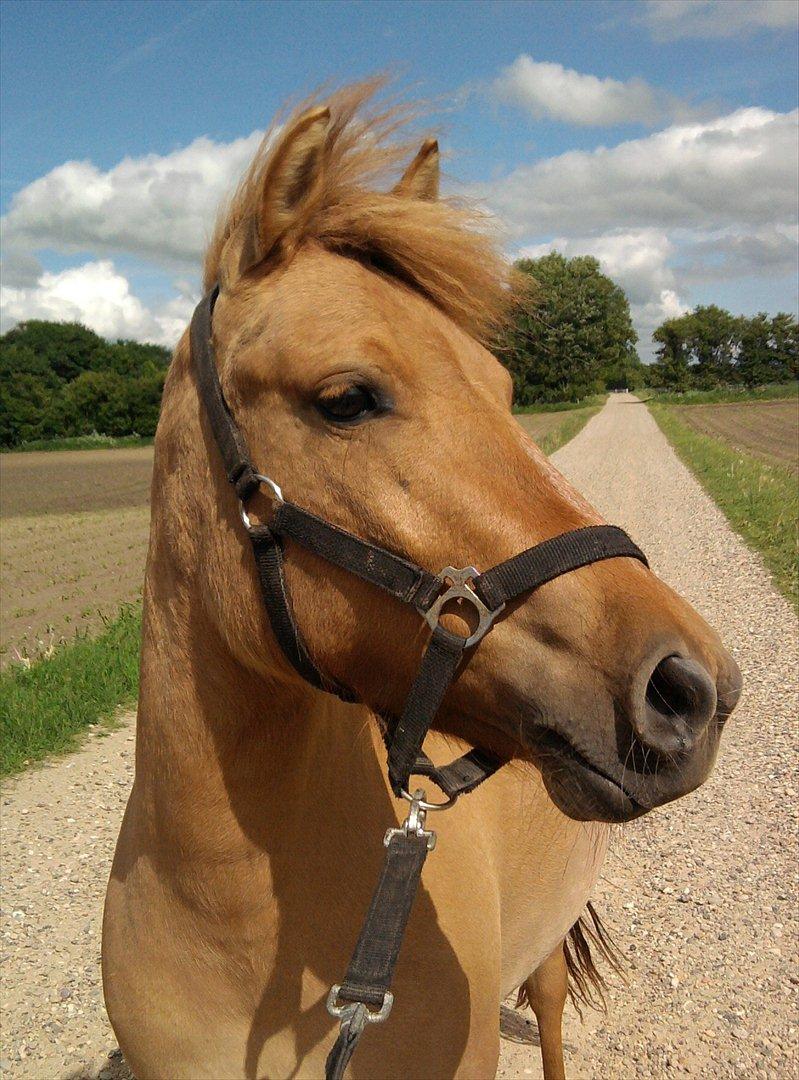Anden særlig race Freja billede 1