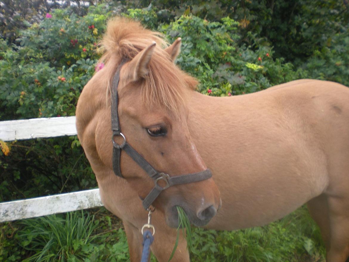 Anden særlig race Freja billede 2