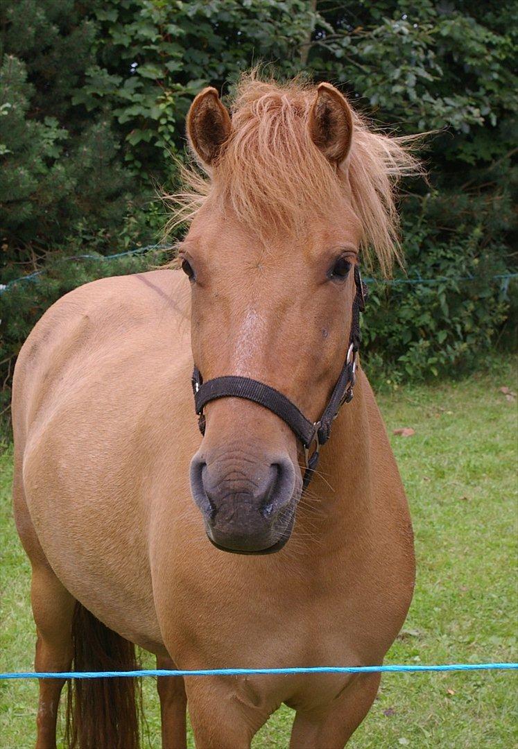 Anden særlig race Freja billede 3