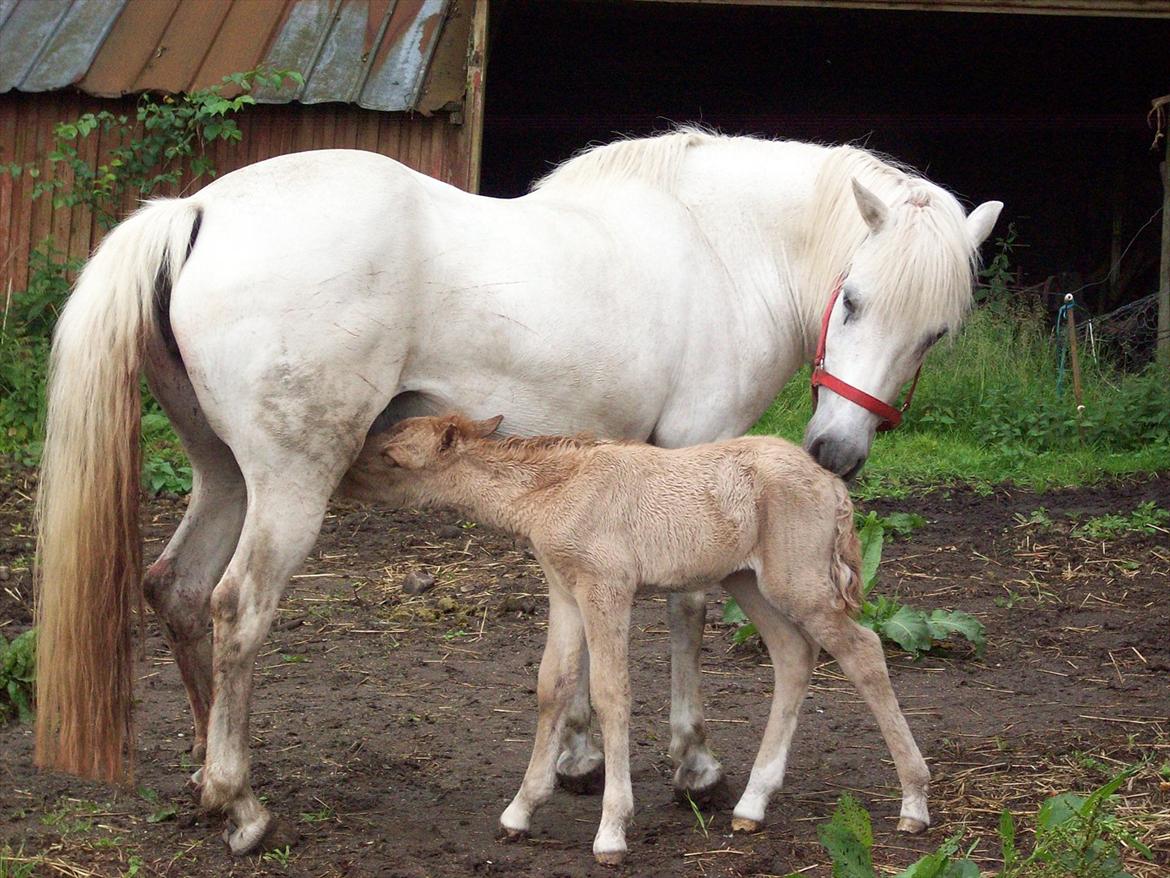Anden særlig race Freja billede 5