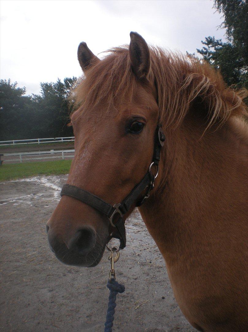 Anden særlig race Freja billede 6