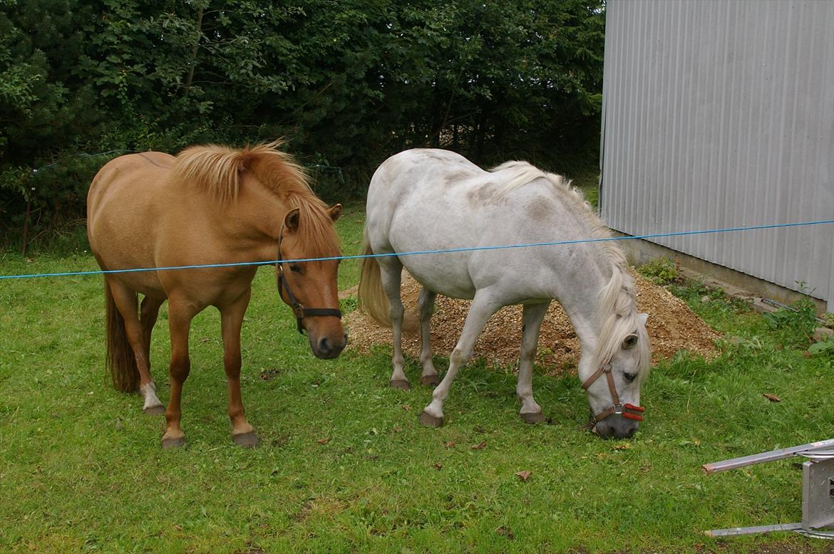 Anden særlig race Freja billede 7