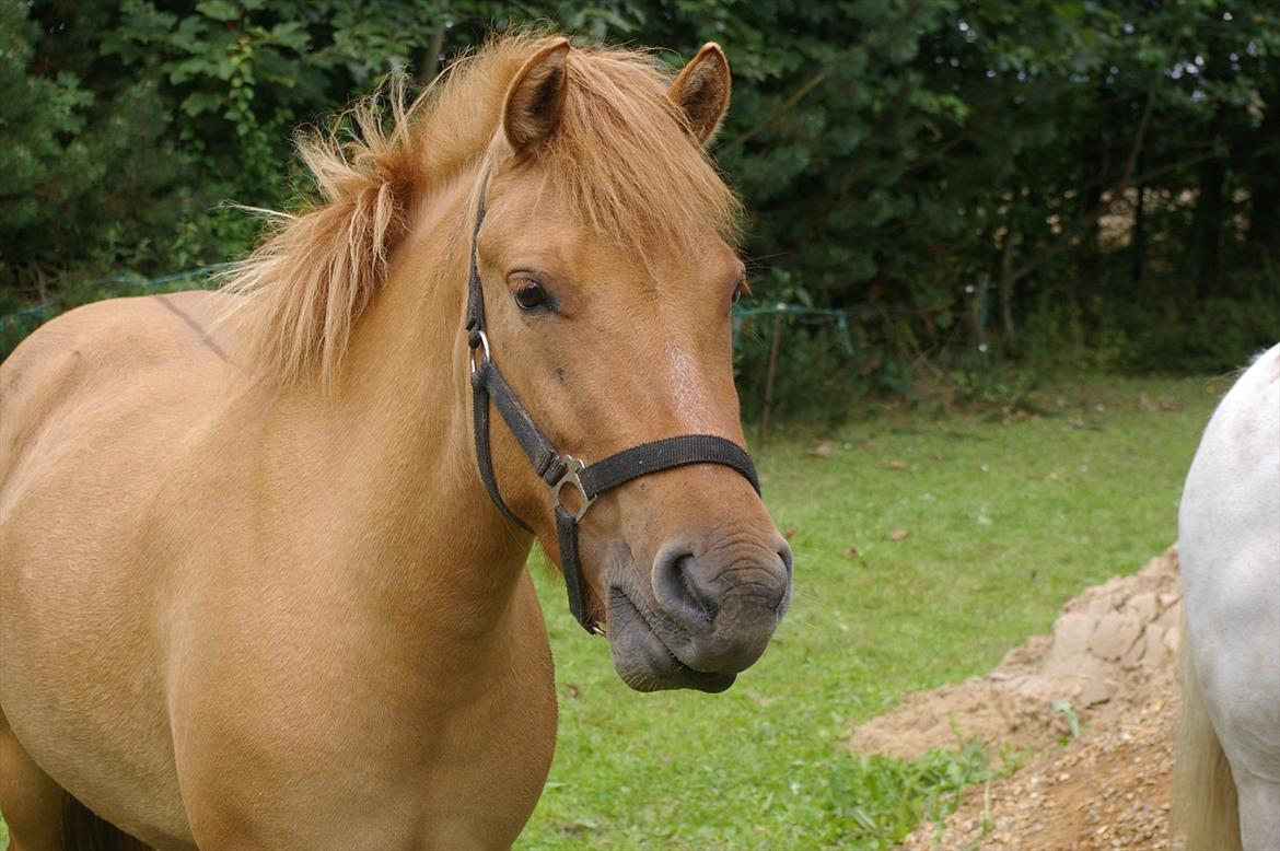 Anden særlig race Freja billede 8